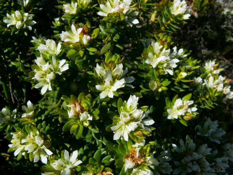 Agathosma rosmarinifolia photo 2