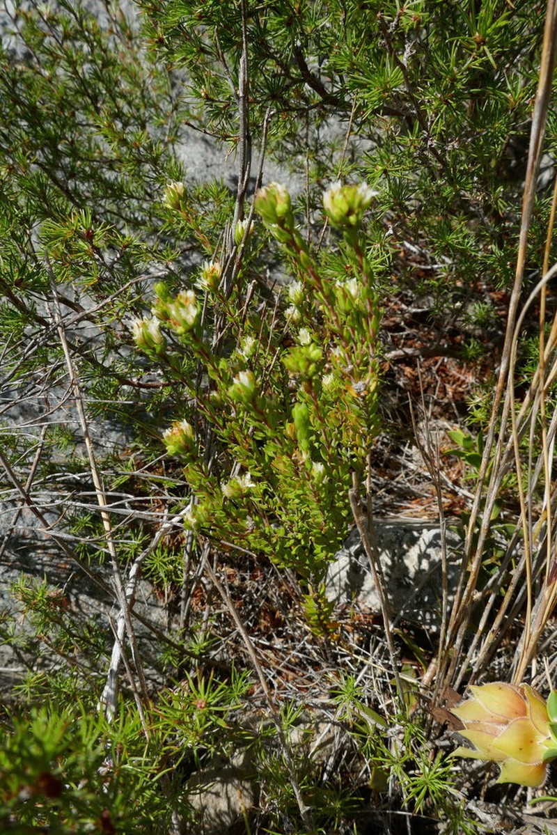 Agathosma rosmarinifolia photo 3