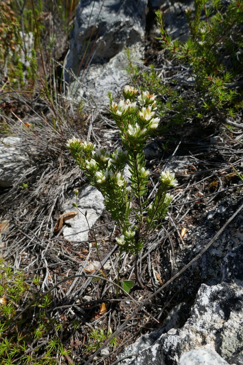 Agathosma rosmarinifolia photo 4