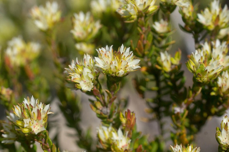 Agathosma rosmarinifolia photo 5