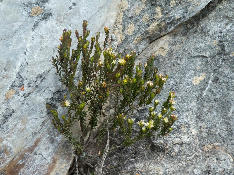 Agathosma rosmarinifolia photo 6
