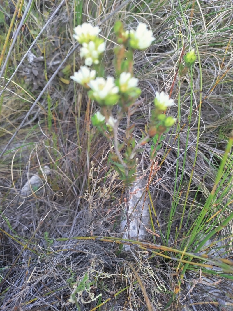 Agathosma rosmarinifolia photo 7