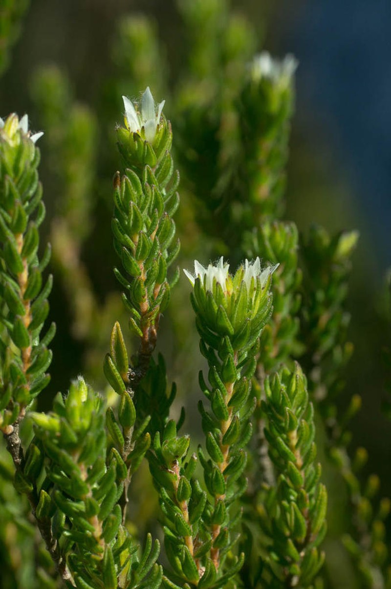 Agathosma rosmarinifolia photo 8