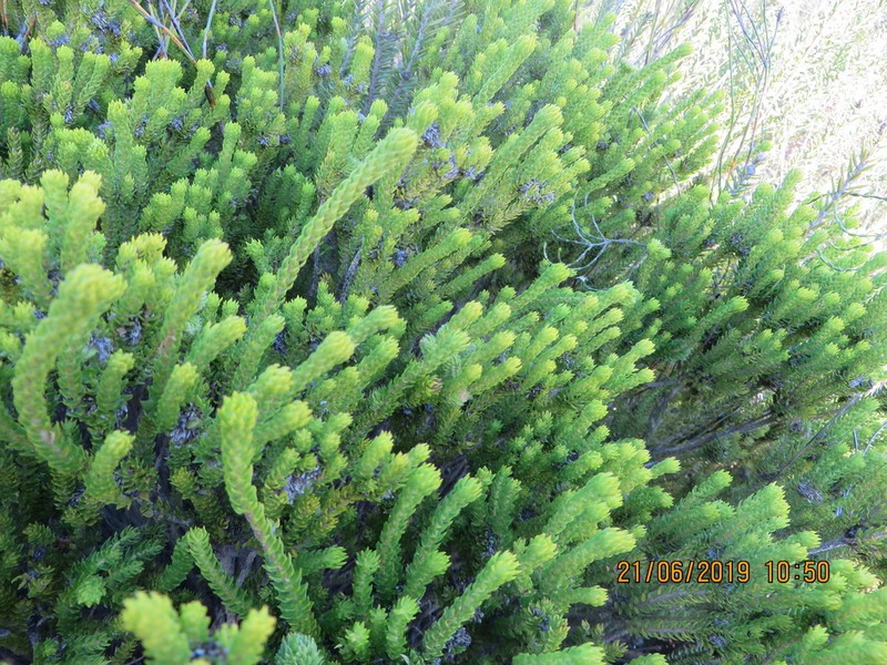 Agathosma scaberula photo 2