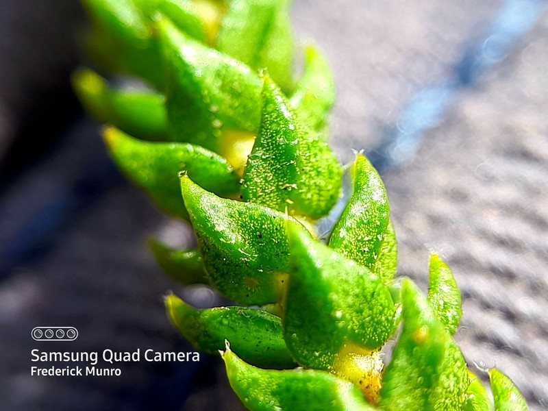 Agathosma scaberula photo 3