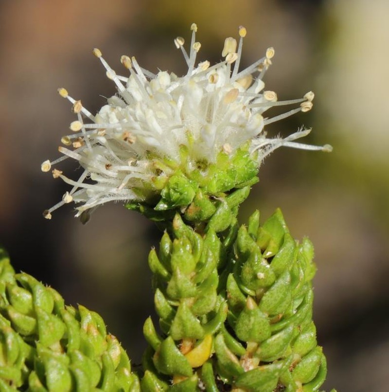 Agathosma scaberula photo 4