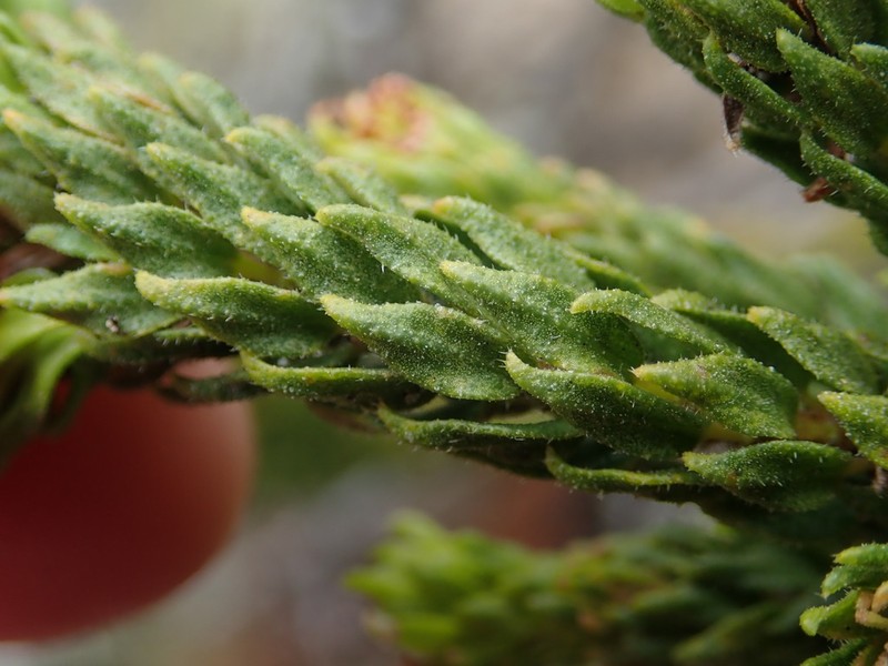 Agathosma scaberula photo 5