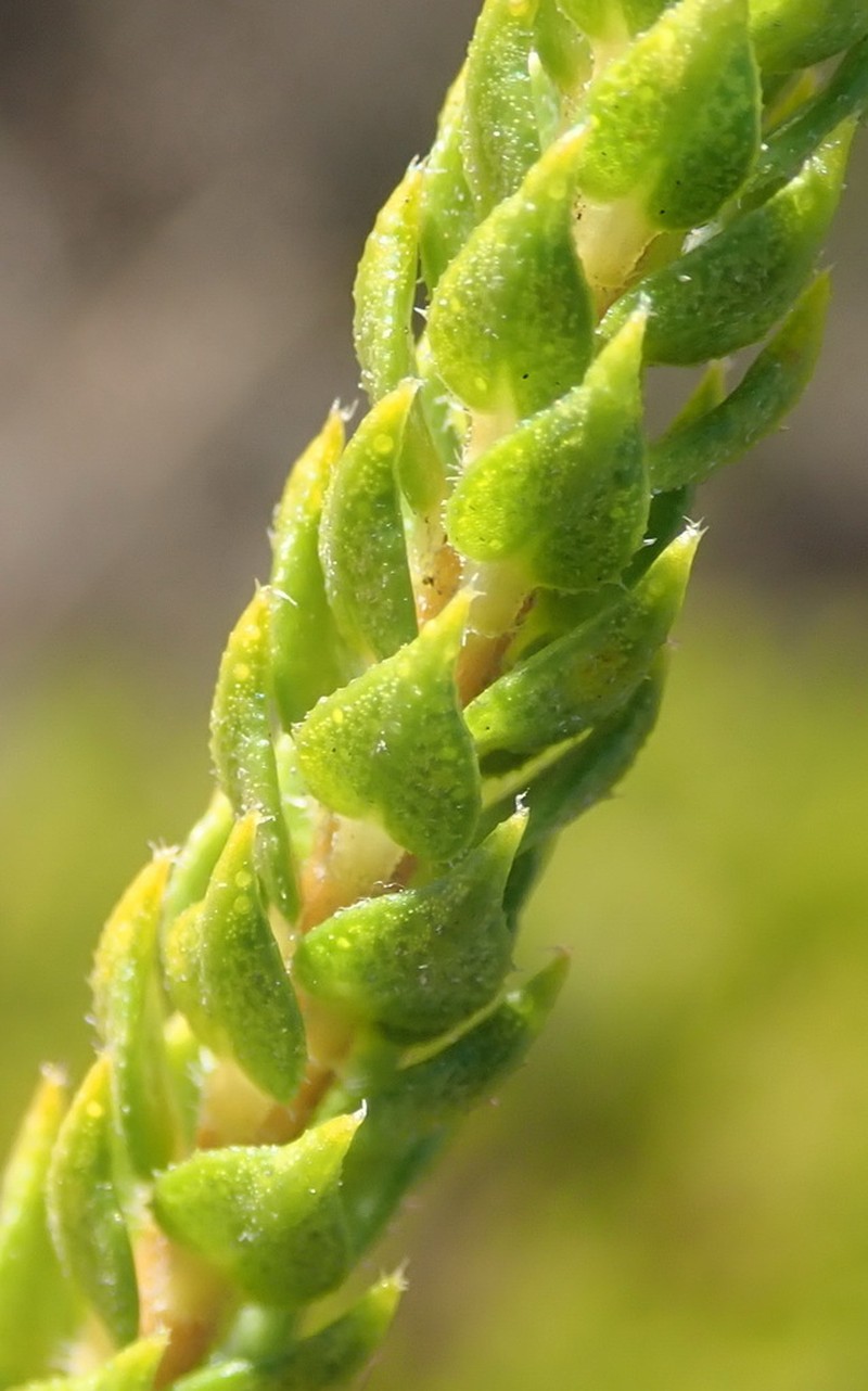 Agathosma scaberula photo 6