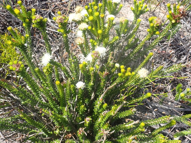 Agathosma scaberula photo 7