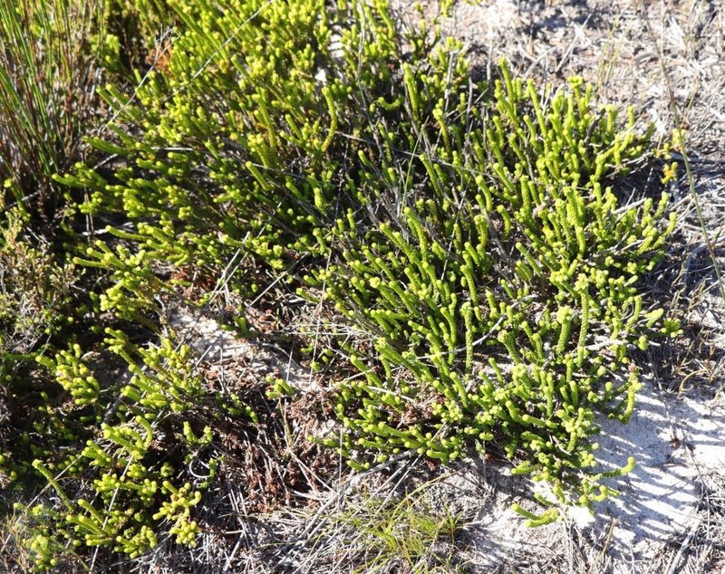 Agathosma scaberula photo 8