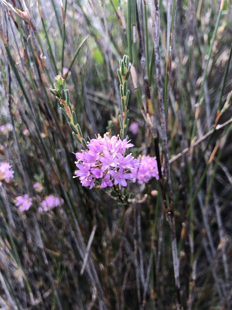 Agathosma sedifolia photo 3