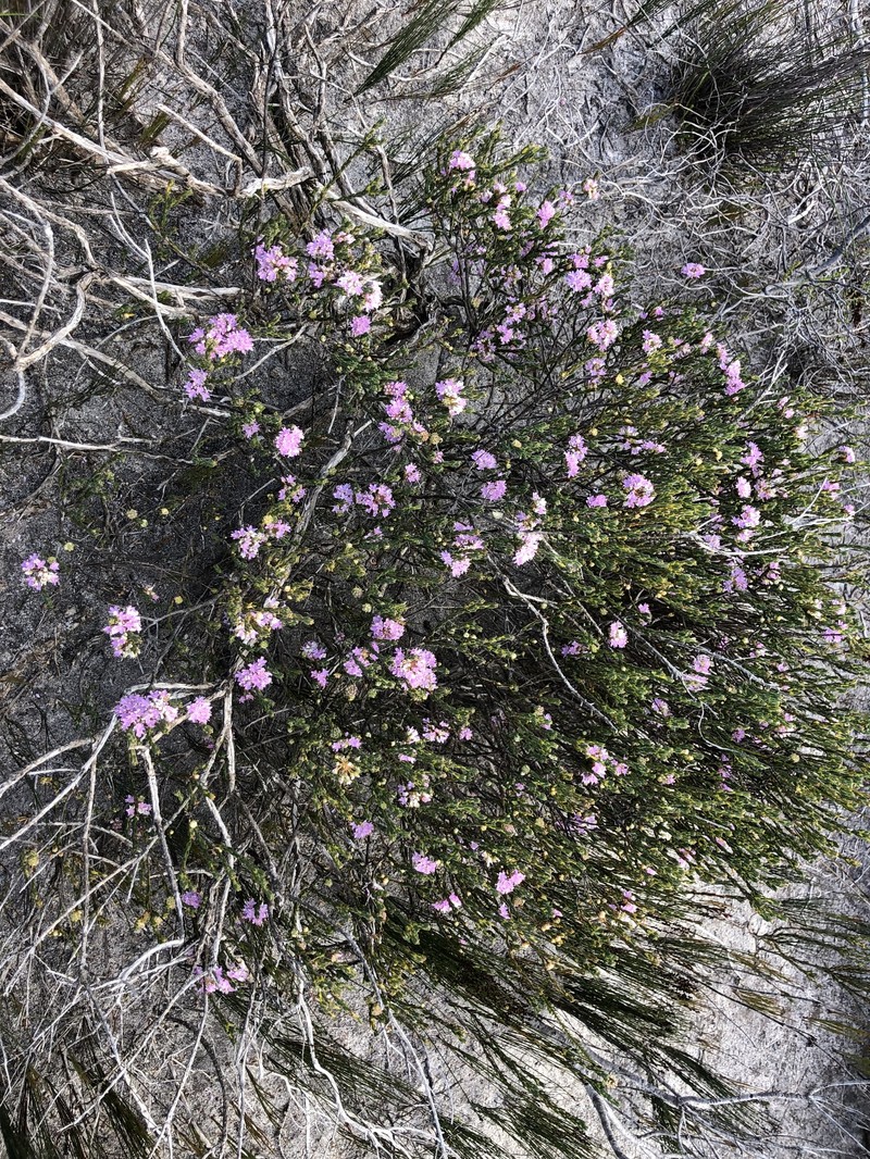 Agathosma sedifolia photo 5