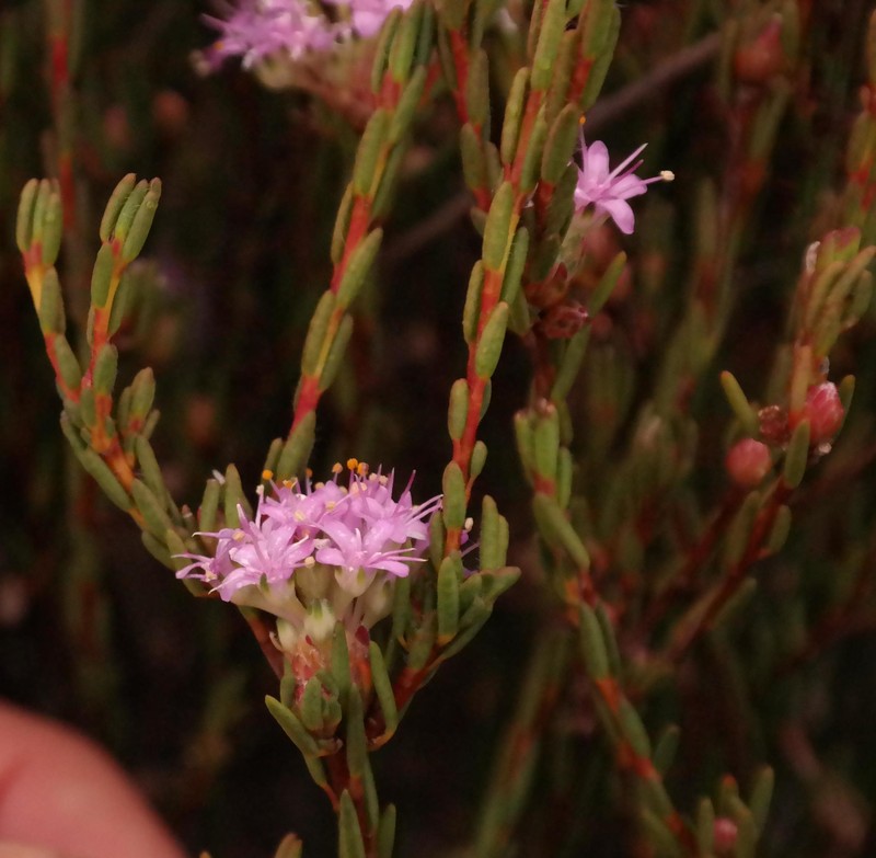 Agathosma sedifolia photo 6