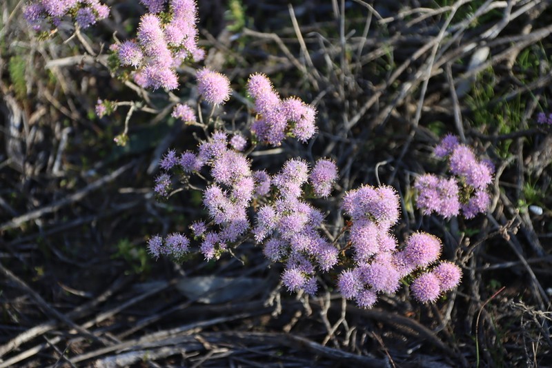 Agathosma serpyllacea
