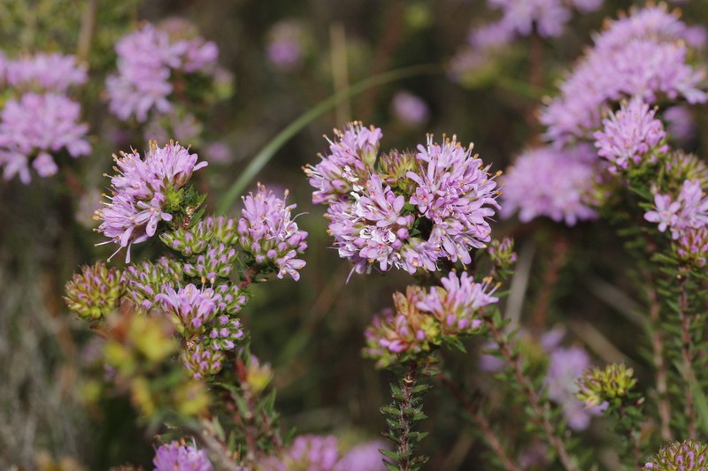 Agathosma serpyllacea photo 2