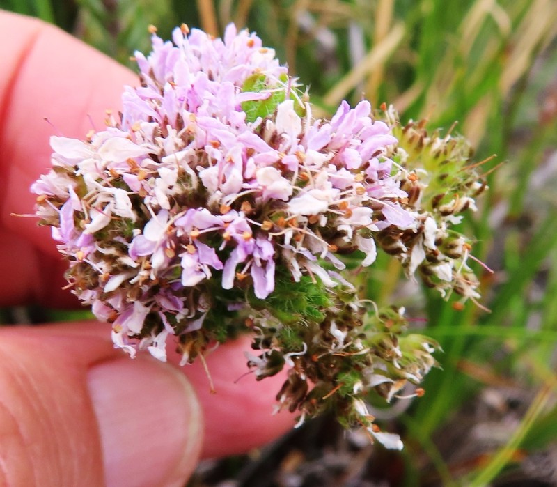 Agathosma serpyllacea photo 3