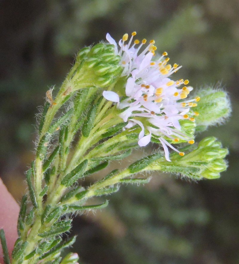 Agathosma serpyllacea photo 4