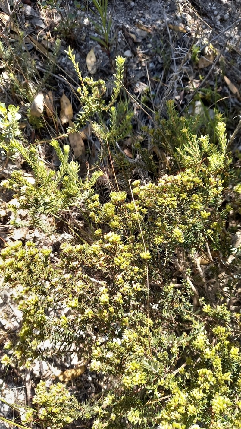 Agathosma serpyllacea photo 5