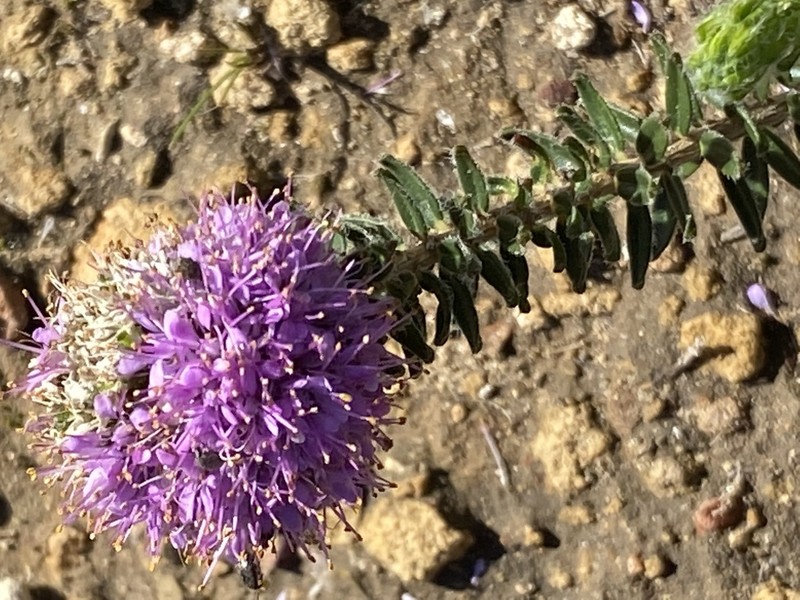 Agathosma serpyllacea photo 6