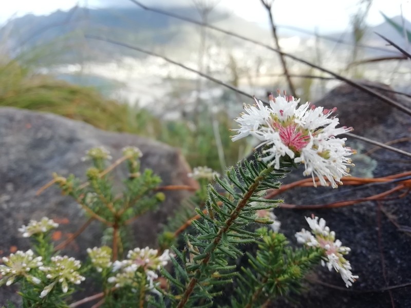 Agathosma serpyllacea photo 7