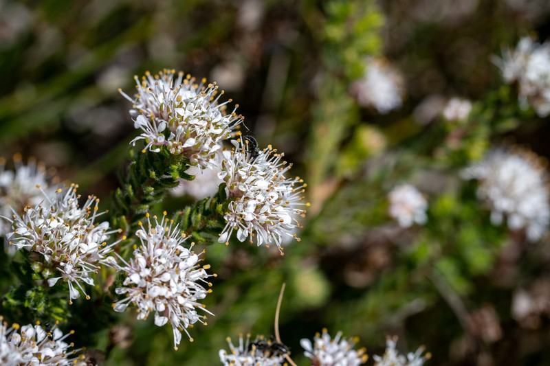 Agathosma serpyllacea photo 8