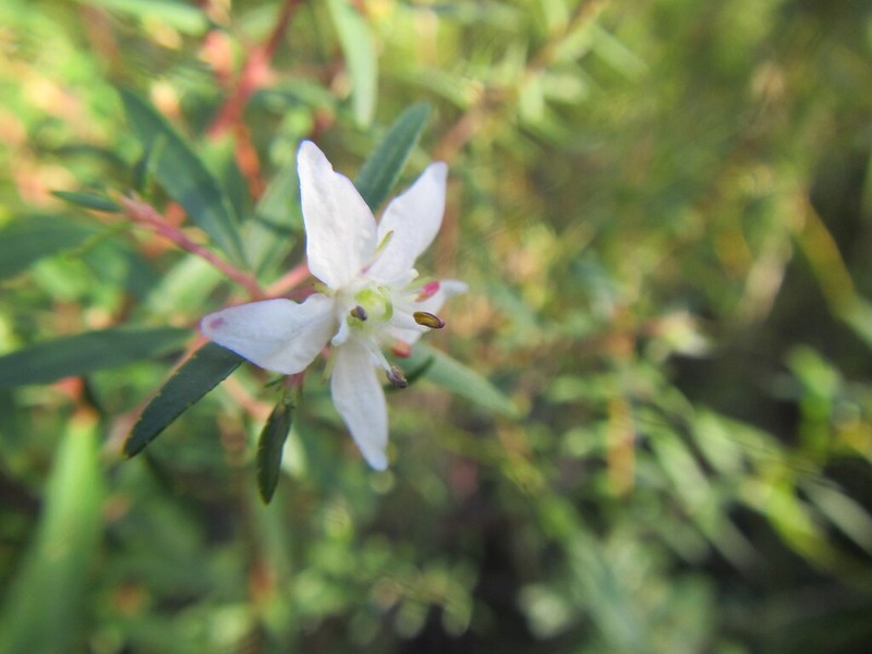 Longleaf Buchu photo 2