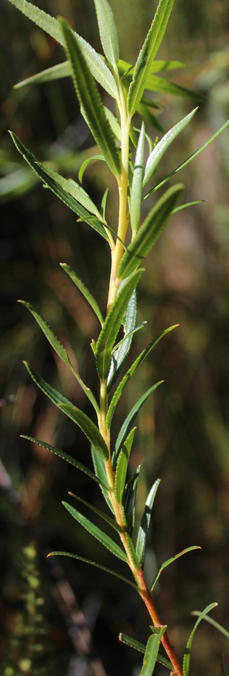 Longleaf Buchu photo 3