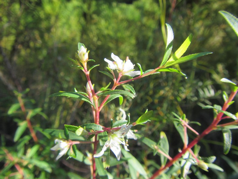 Longleaf Buchu photo 4