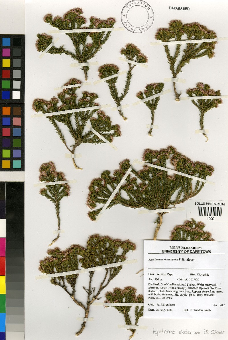 Agathosma sladeniana