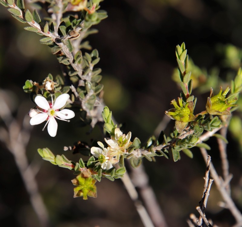 Agathosma spinescens