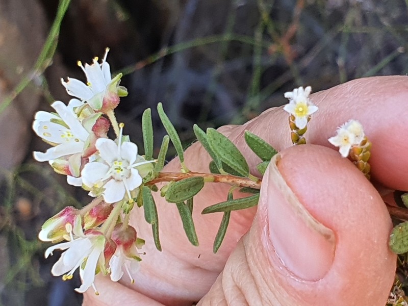 Agathosma spinescens photo 2