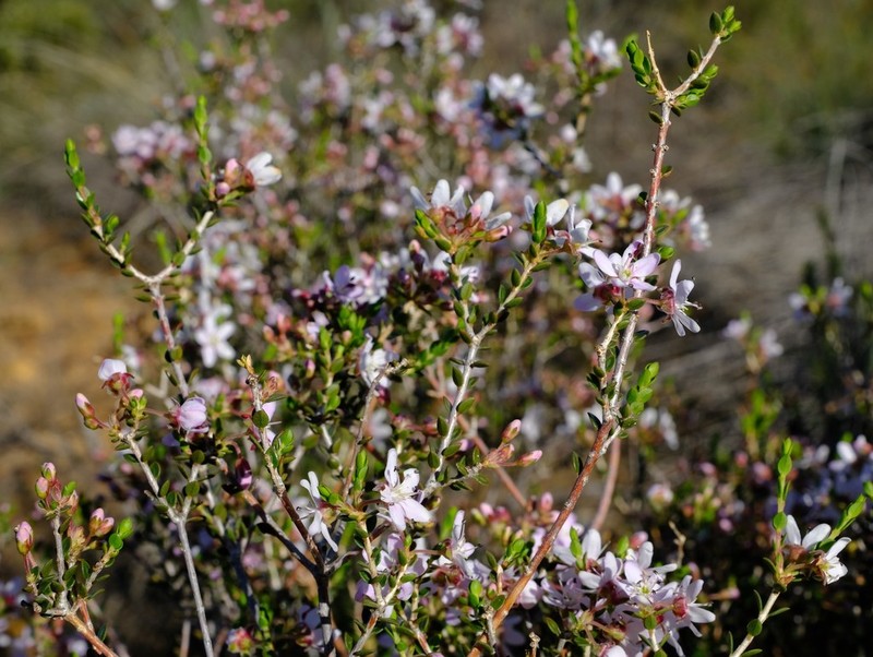 Agathosma spinescens photo 3