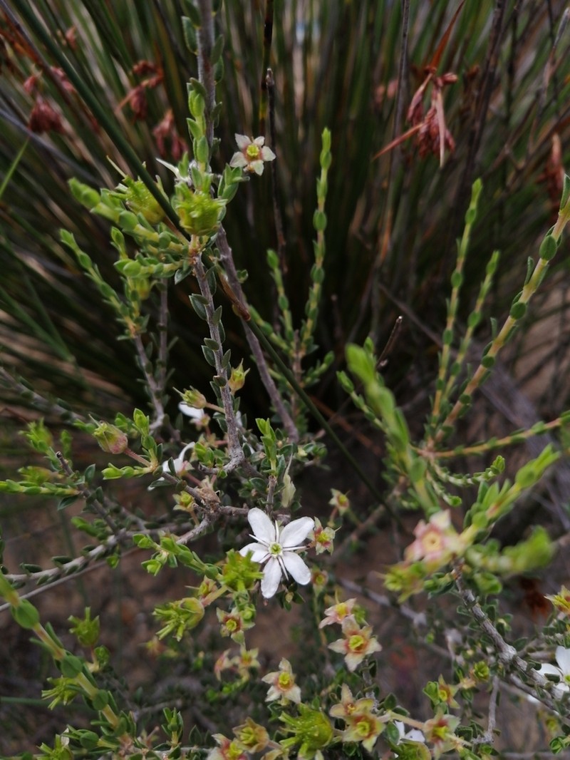 Agathosma spinescens photo 4