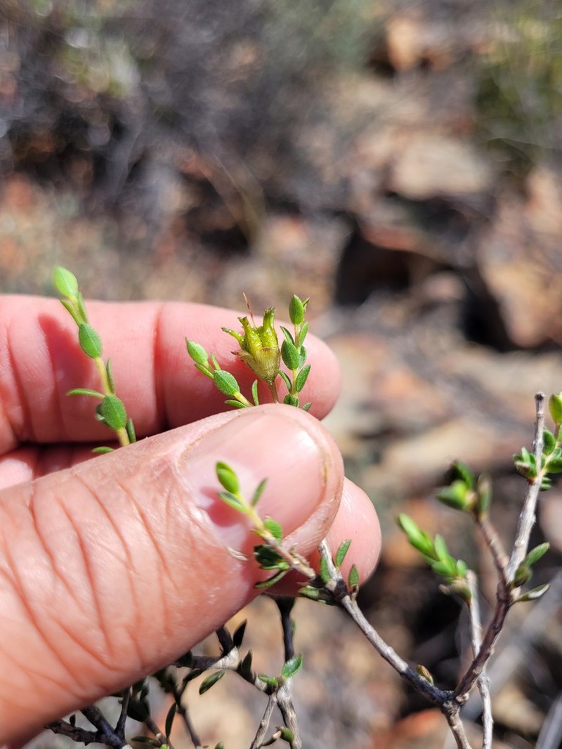 Agathosma spinescens photo 5
