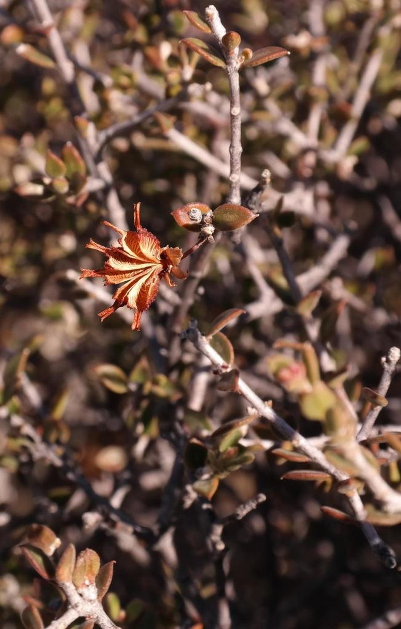 Agathosma spinescens photo 6