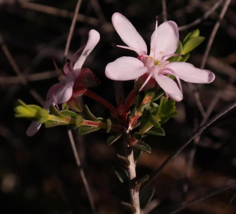 Agathosma spinescens photo 7