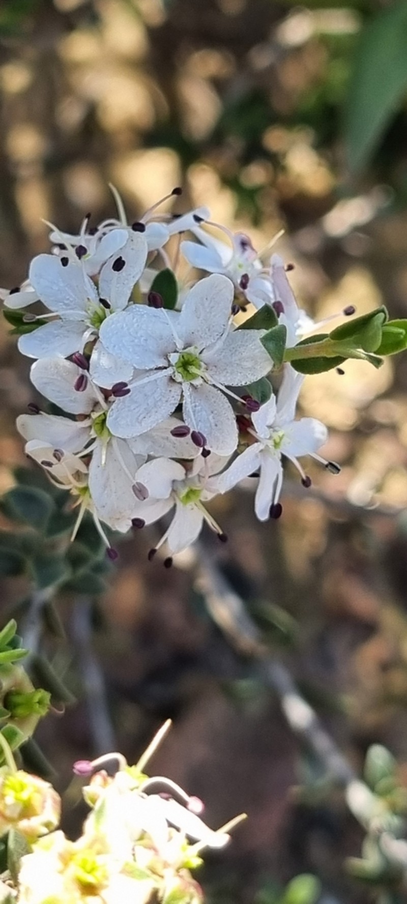 Agathosma spinescens photo 8