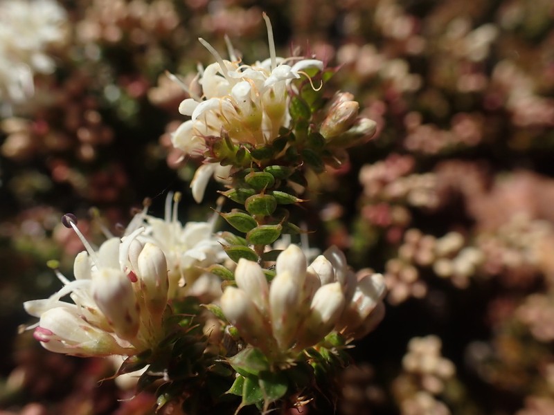 Agathosma spinosa