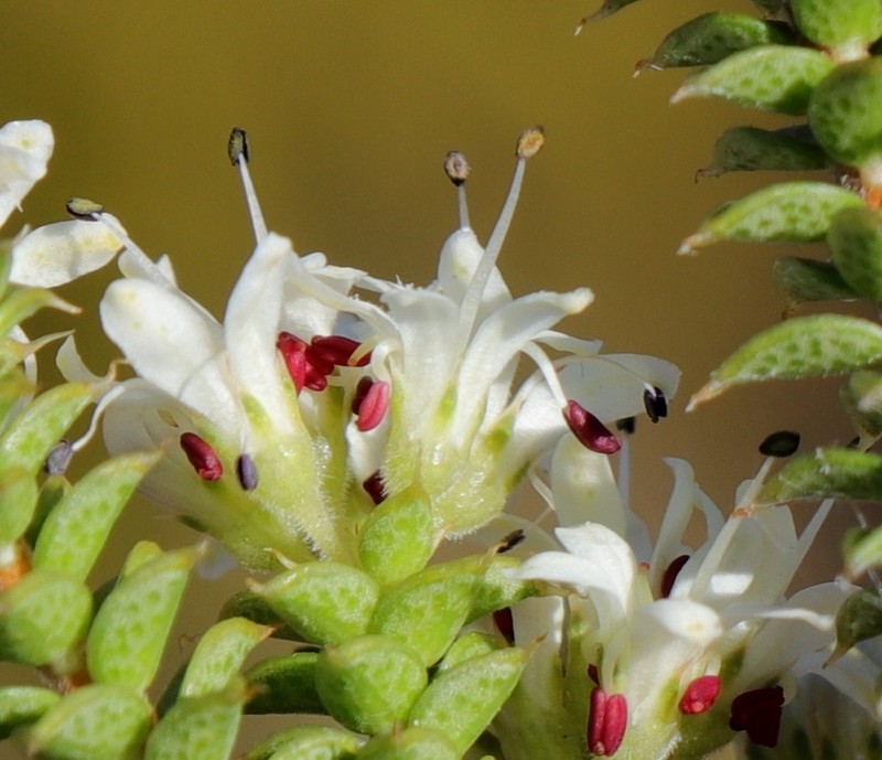 Agathosma spinosa photo 2