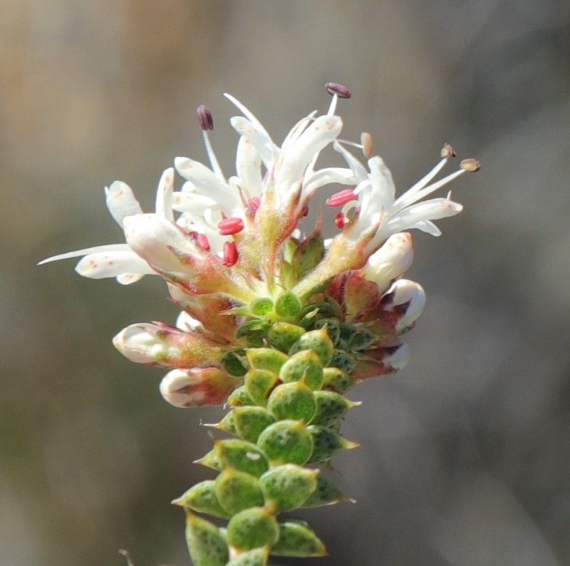 Agathosma spinosa photo 3