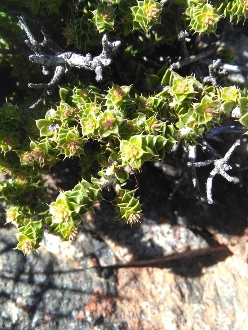 Agathosma spinosa photo 4