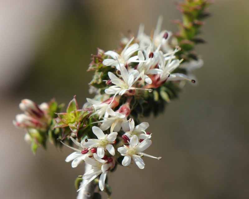 Agathosma spinosa photo 5