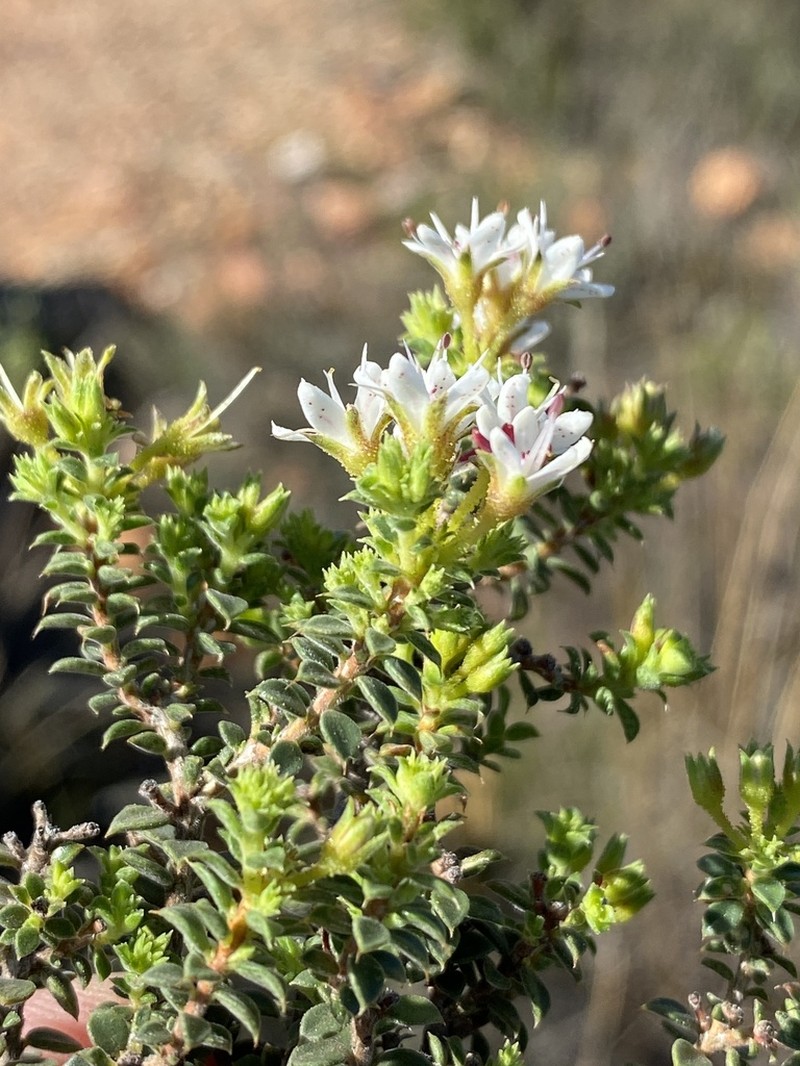 Agathosma spinosa photo 6