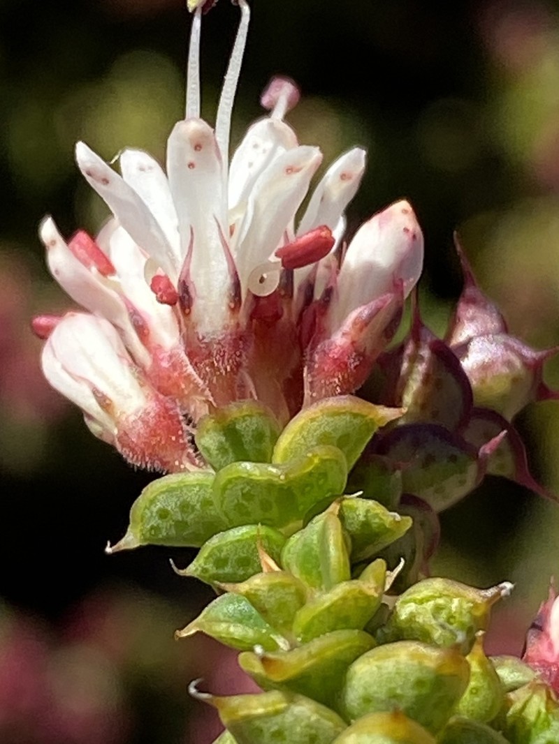 Agathosma spinosa photo 7