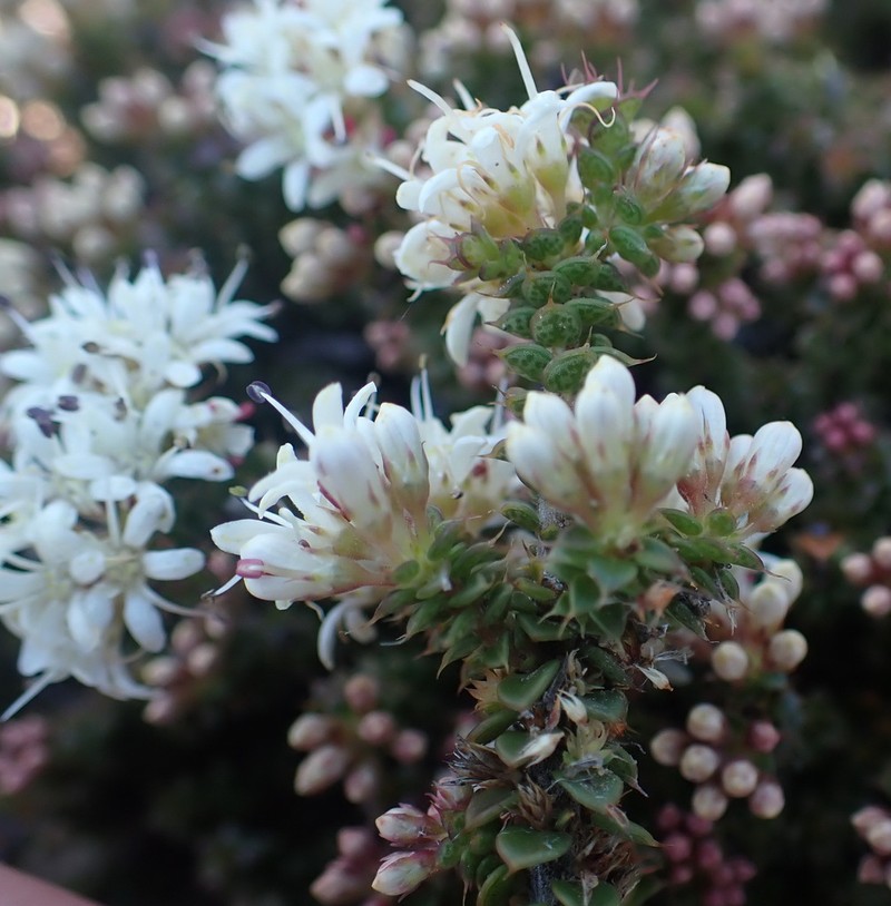 Agathosma spinosa photo 8