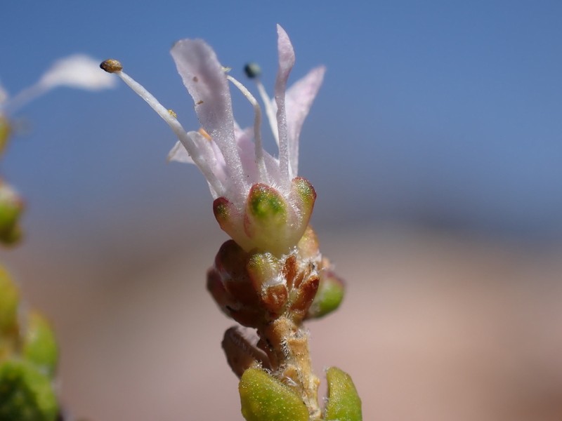 Agathosma squamosa