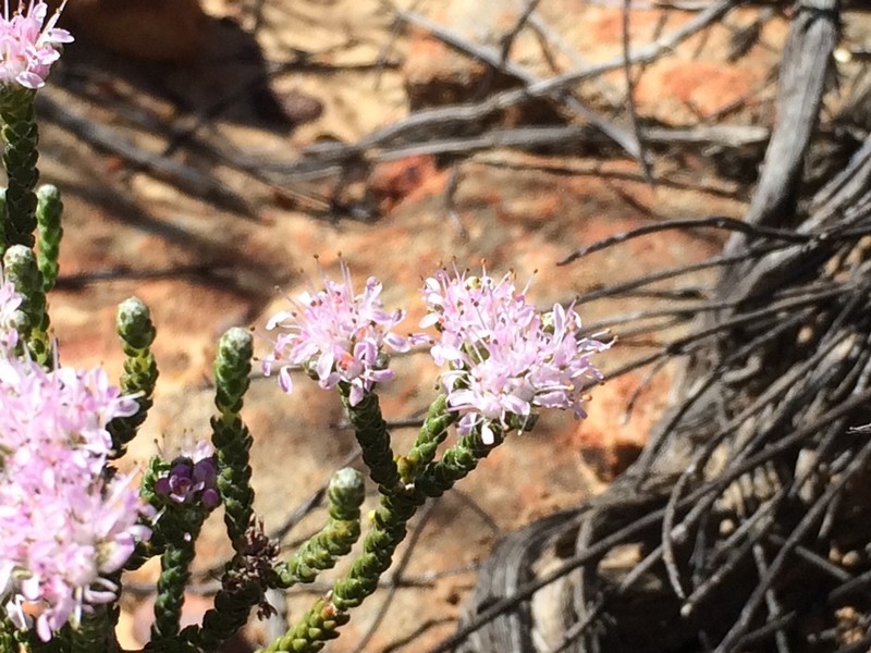Agathosma squamosa photo 2