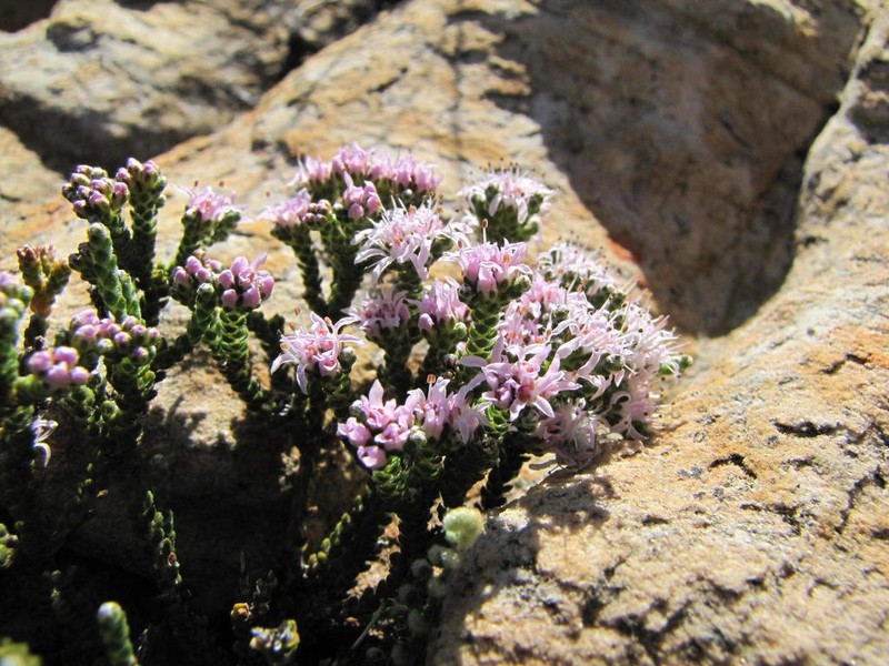 Agathosma squamosa photo 3