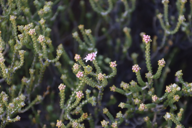 Agathosma squamosa photo 4