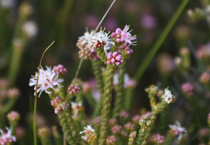 Agathosma squamosa photo 5